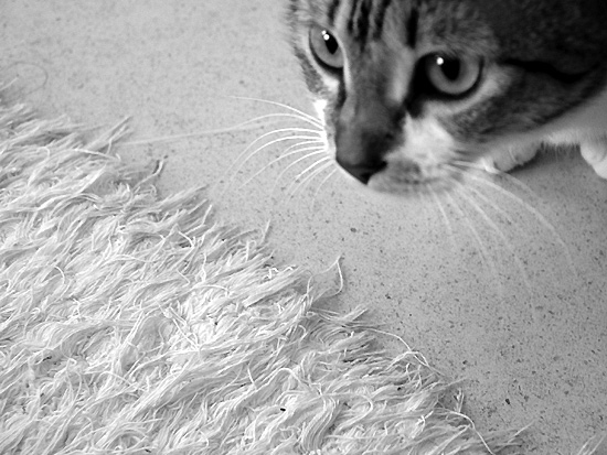 autor: Sofia Quintas