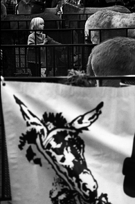 autor: paulo rodrigues