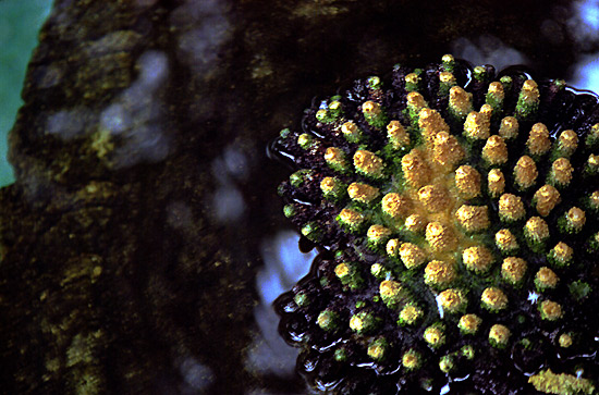 autor: Sofia Quintas