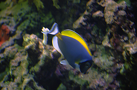 autor: Sofia Quintas