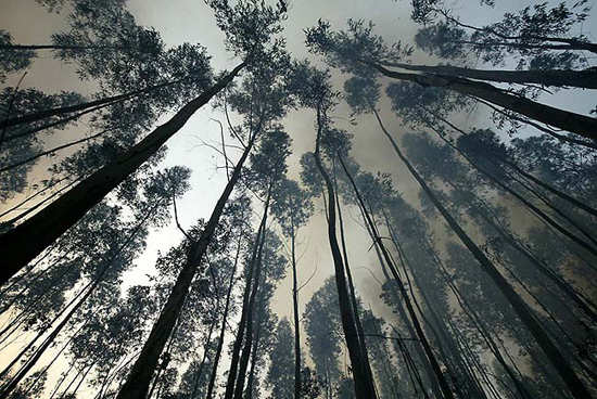 autor: João  Carvalho Pina