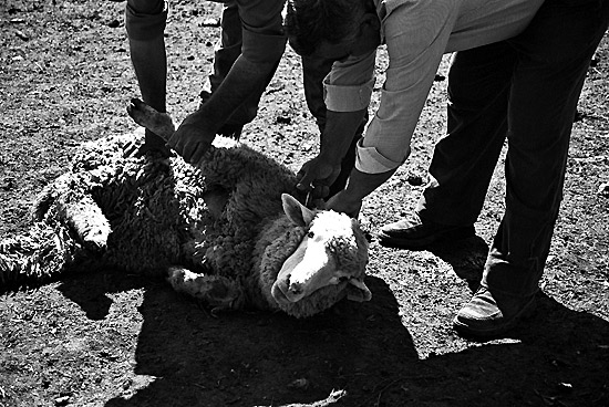 autor: Sofia Quintas