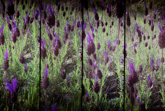 autor: Sofia Quintas