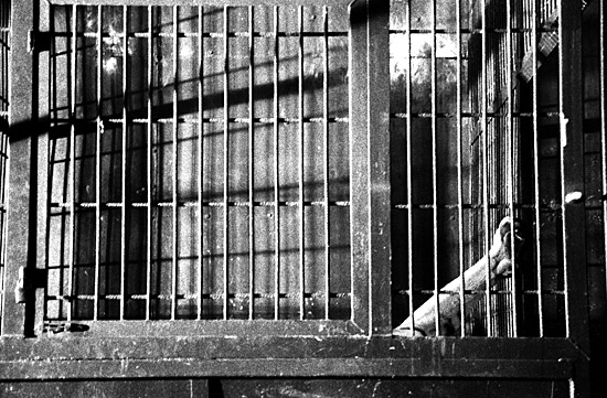 autor : Sofia Quintas                    