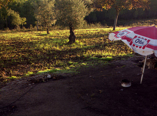 autor: Rui Dias Monteiro