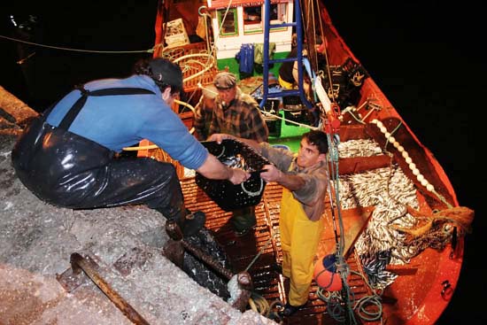 autor: Sofia Quintas