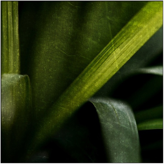 author : Raoul Iacometti                    title: Greenhouse 2008