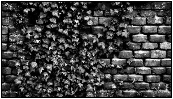 autor: Raoul Iacometti
t&iacute;tulo: Leaves