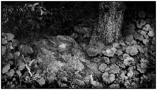 autor: Raoul Iacometti
t&iacute;tulo: Leaves