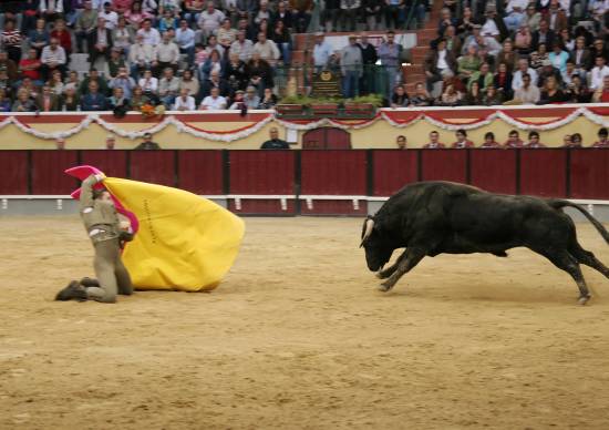 autor : Sofia Quintas                    