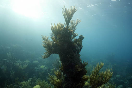 autor : James Cooper                    