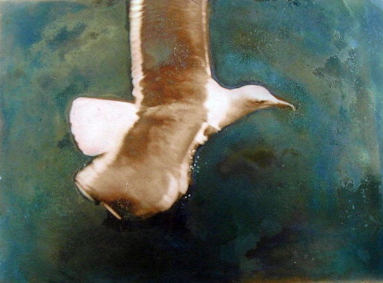 autor: João Varela
t&iacute;tulo: Gaivota