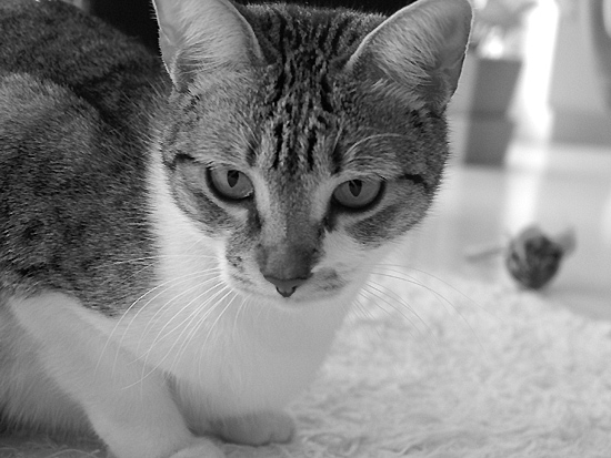 autor: Sofia Quintas