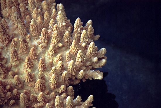 autor: Sofia Quintas