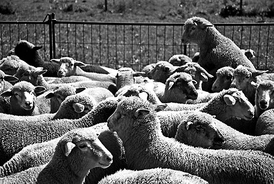 autor: Sofia Quintas