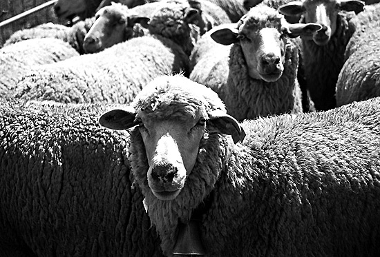 autor: Sofia Quintas