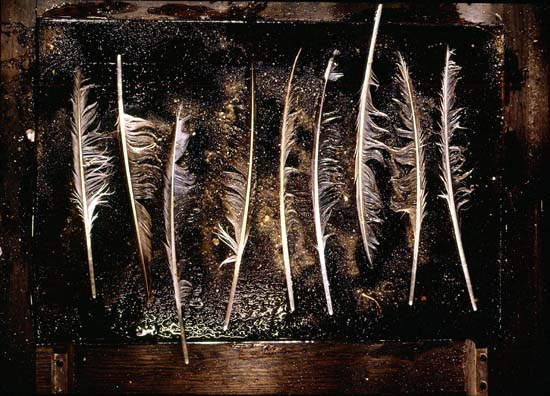 autor: Jeremy Webb
t&iacute;tulo: beachcombed feathers