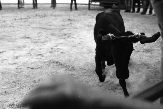 autor: paulo rodrigues