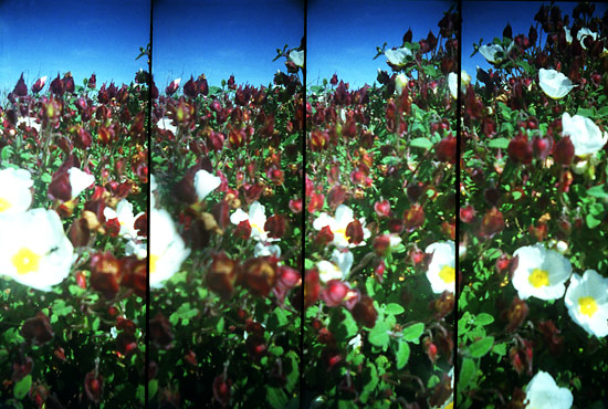 autor: Sofia Quintas