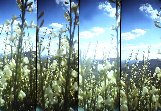 autor: Sofia Quintas