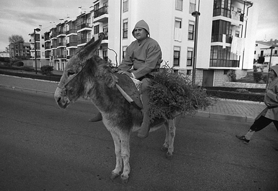 author: Manuel Luís Cochofel