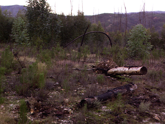 autor: Rui Dias Monteiro