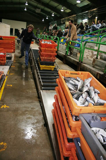 autor: Sofia Quintas