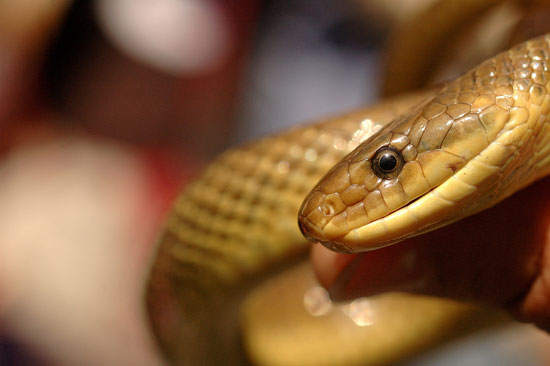 auteur: Patricia Moreira