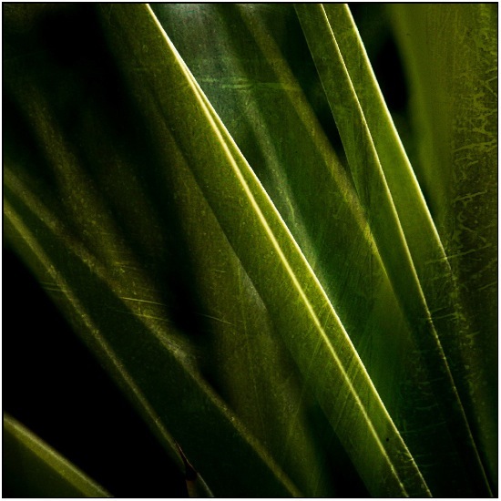 autor: Raoul Iacometti
t&iacute;tulo: Greenhouse 2008