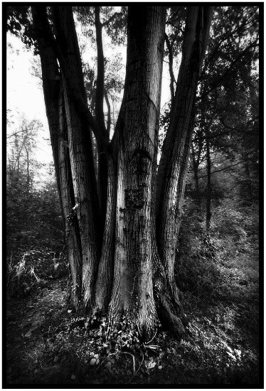 autor: Raoul Iacometti
t&iacute;tulo: Trees