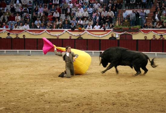 autor : Sofia Quintas                    