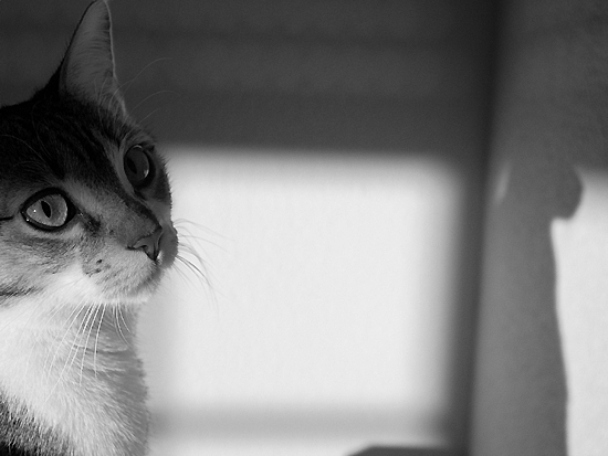 author : Sofia Quintas                    