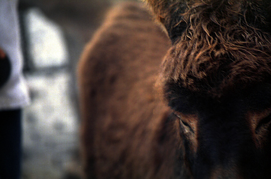 autor: paulo rodrigues