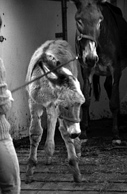 autor: paulo rodrigues