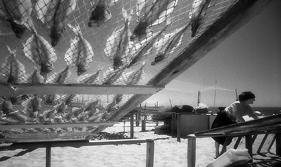 author: Manuel Luís Cochofel