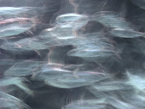 autor: Sofia Quintas