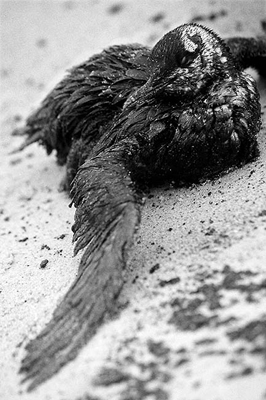 autor: João  Carvalho Pina