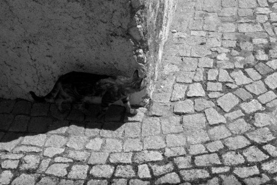 autor: paulo rodrigues