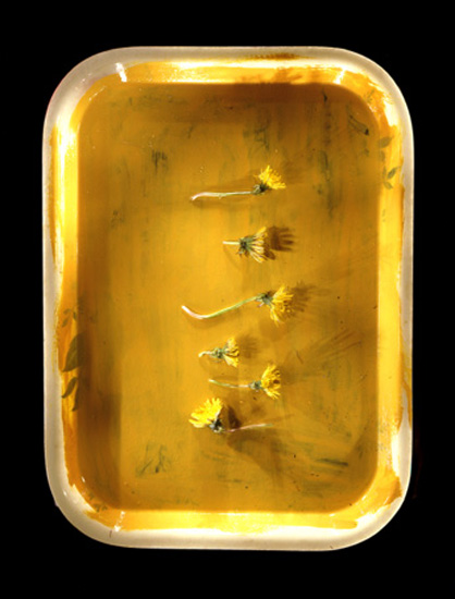 autor: Jeremy Webb
t&iacute;tulo: dandelion on yellow