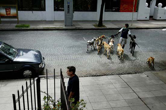 autor: João  Carvalho Pina