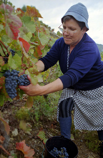 autor: José Gonçalves
t&iacute;tulo: Douro 6