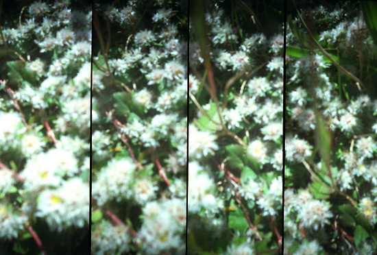 autor: Sofia Quintas