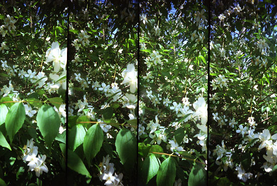 autor: Sofia Quintas