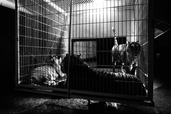 autor: paulo rodrigues