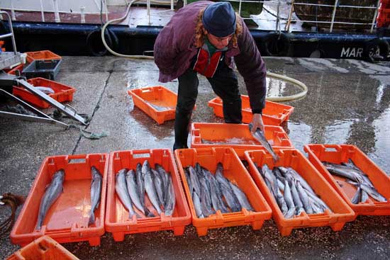 author : Sofia Quintas                    