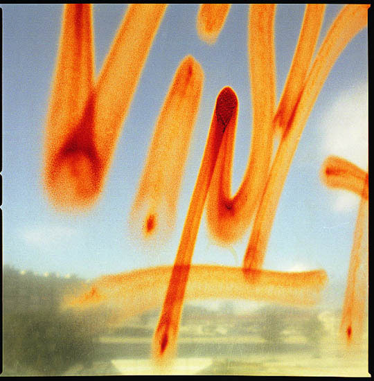 autor: Manuel Luís Cochofel