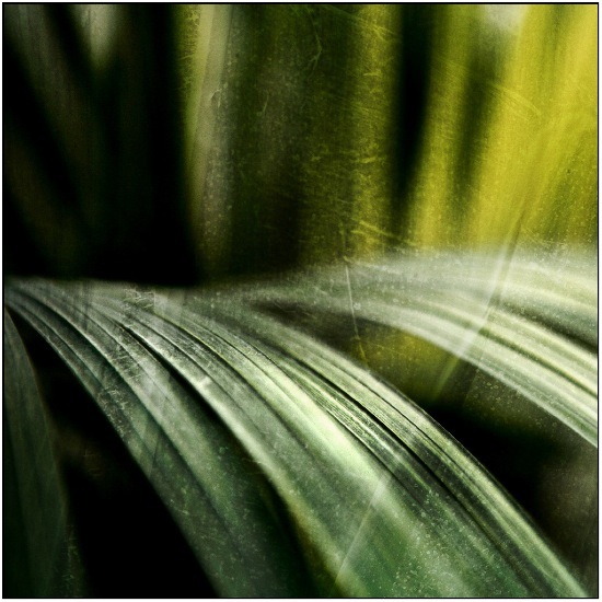 autor: Raoul Iacometti
t&iacute;tulo: Greenhouse 2008