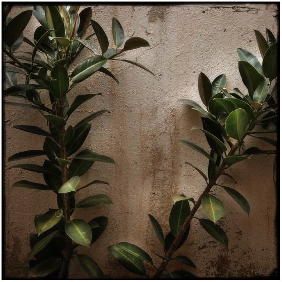 autor: Raoul Iacometti
t&iacute;tulo: Floreal Beauty