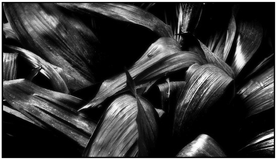 autor: Raoul Iacometti
t&iacute;tulo: Leaves