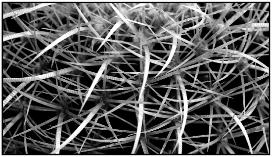 autor: Raoul Iacometti
t&iacute;tulo: Cactus